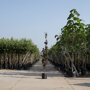Rode zuilbeuk (Fagus sylvatica 'Dawyck Purple')